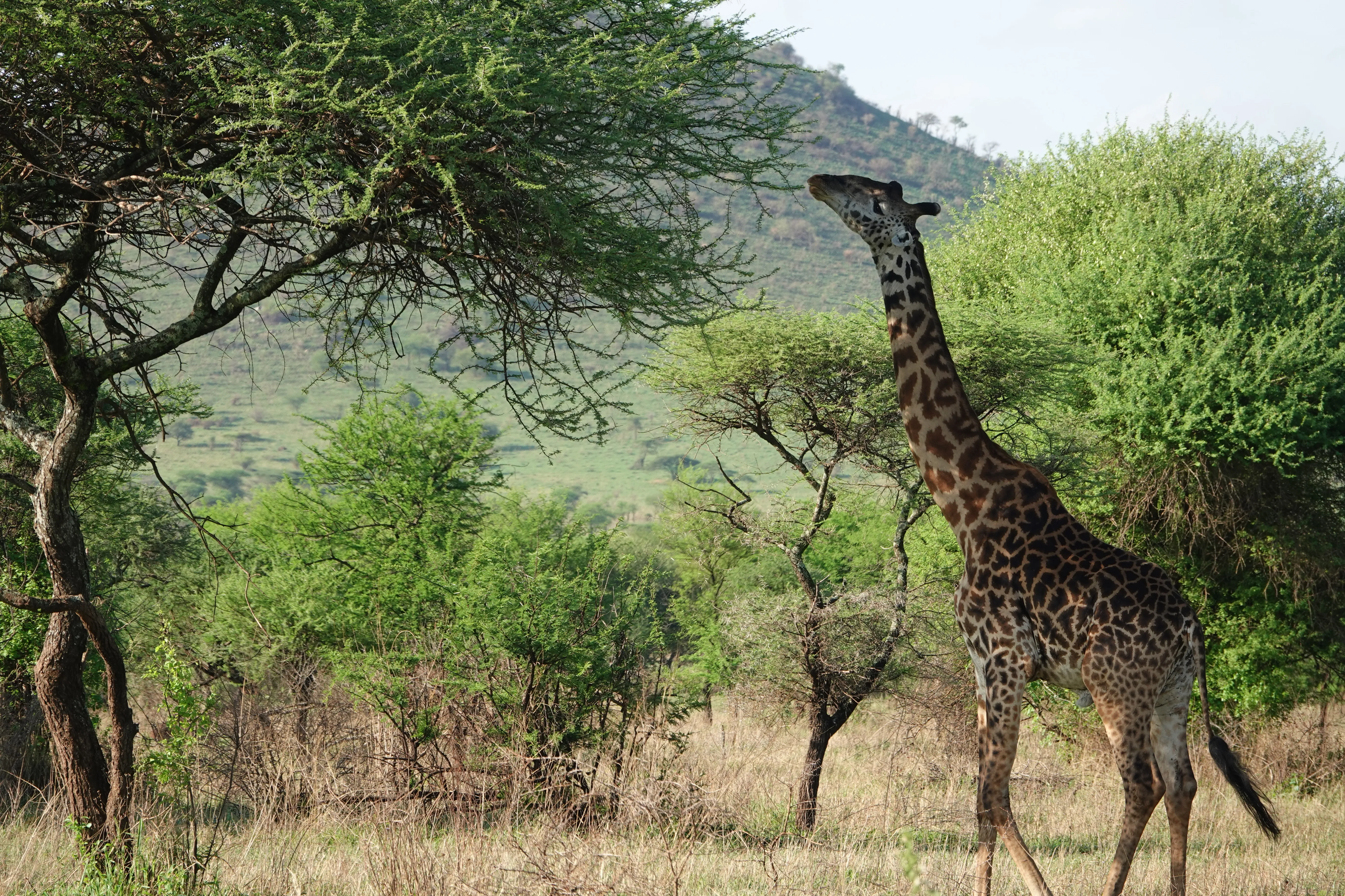 Tanzania 00984 2
